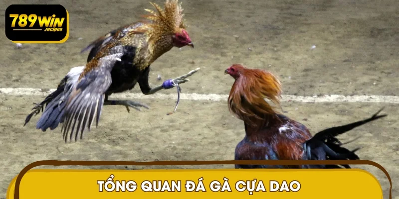 Tổng quan đá gà cựa dao